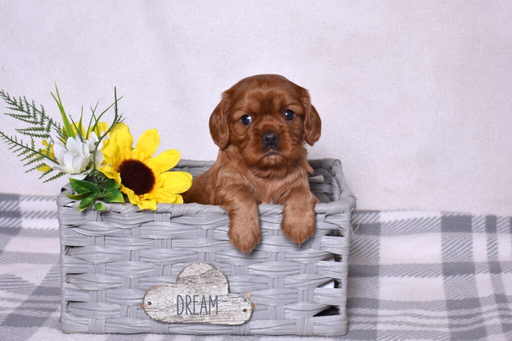 ruby cavalier king charles breeder
