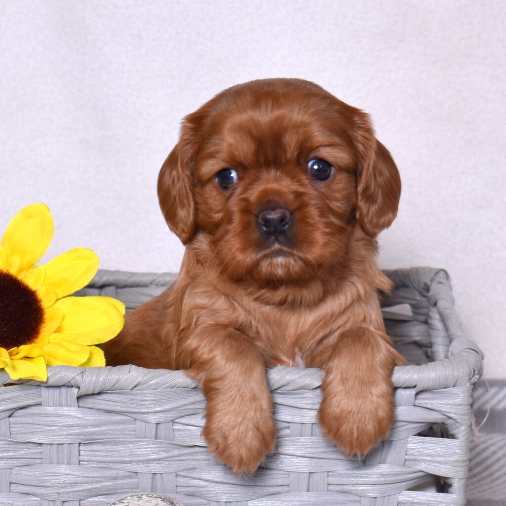ruby cavalier king charles for sale