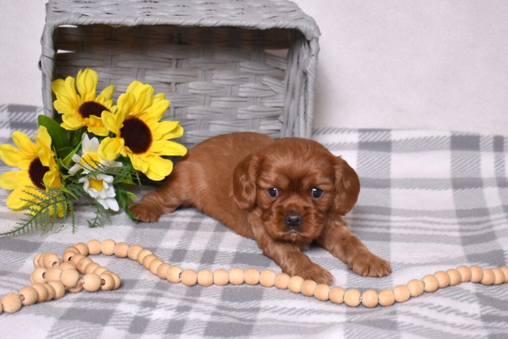 ruby cavalier king charles lancaster pa
