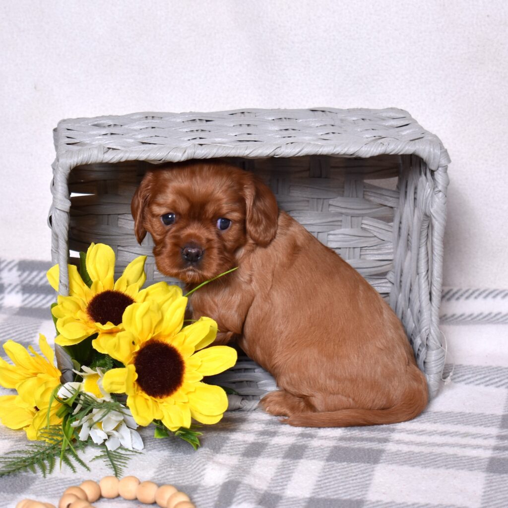 ruby cavalier king charles puppies