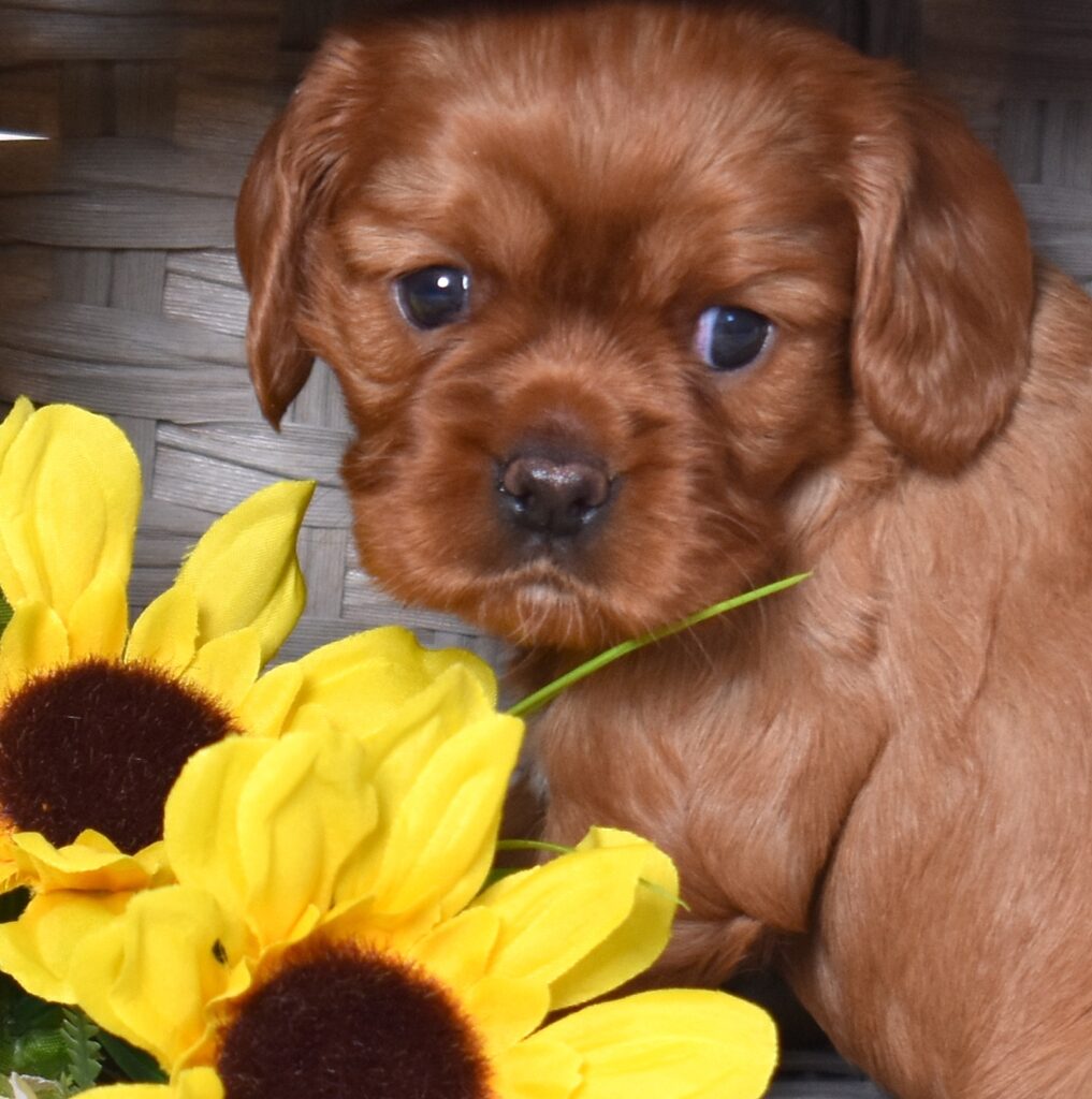 ruby cavalier king charles puppy