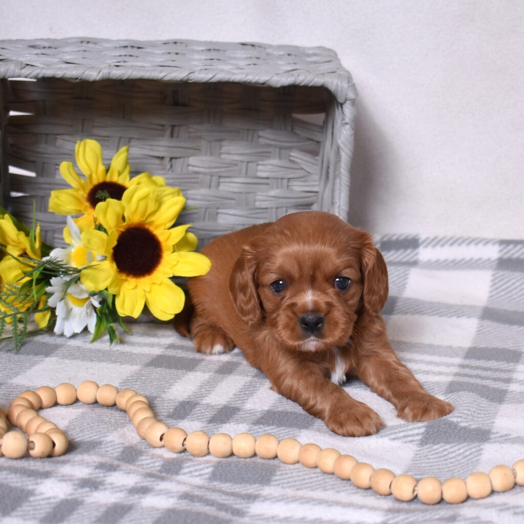 ruby king cavalier breeder