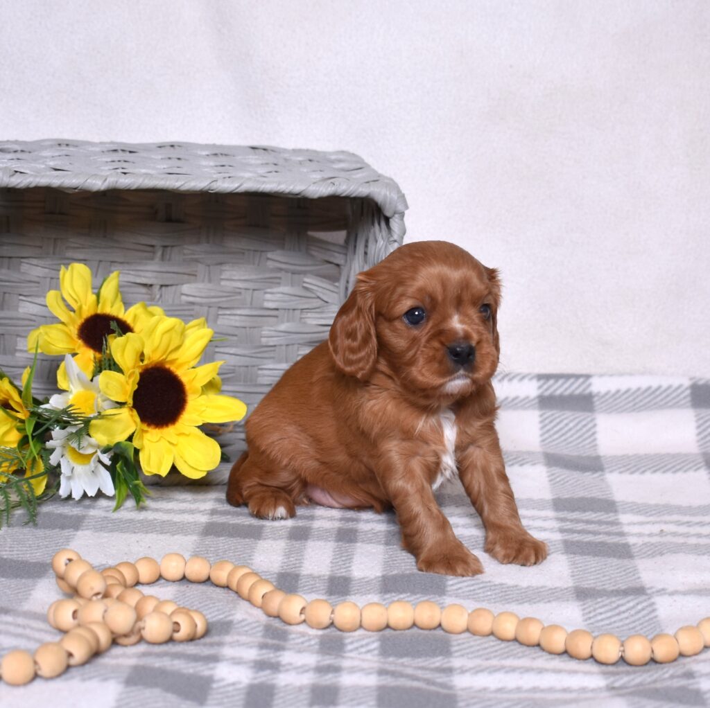 ruby king cavalier breeders
