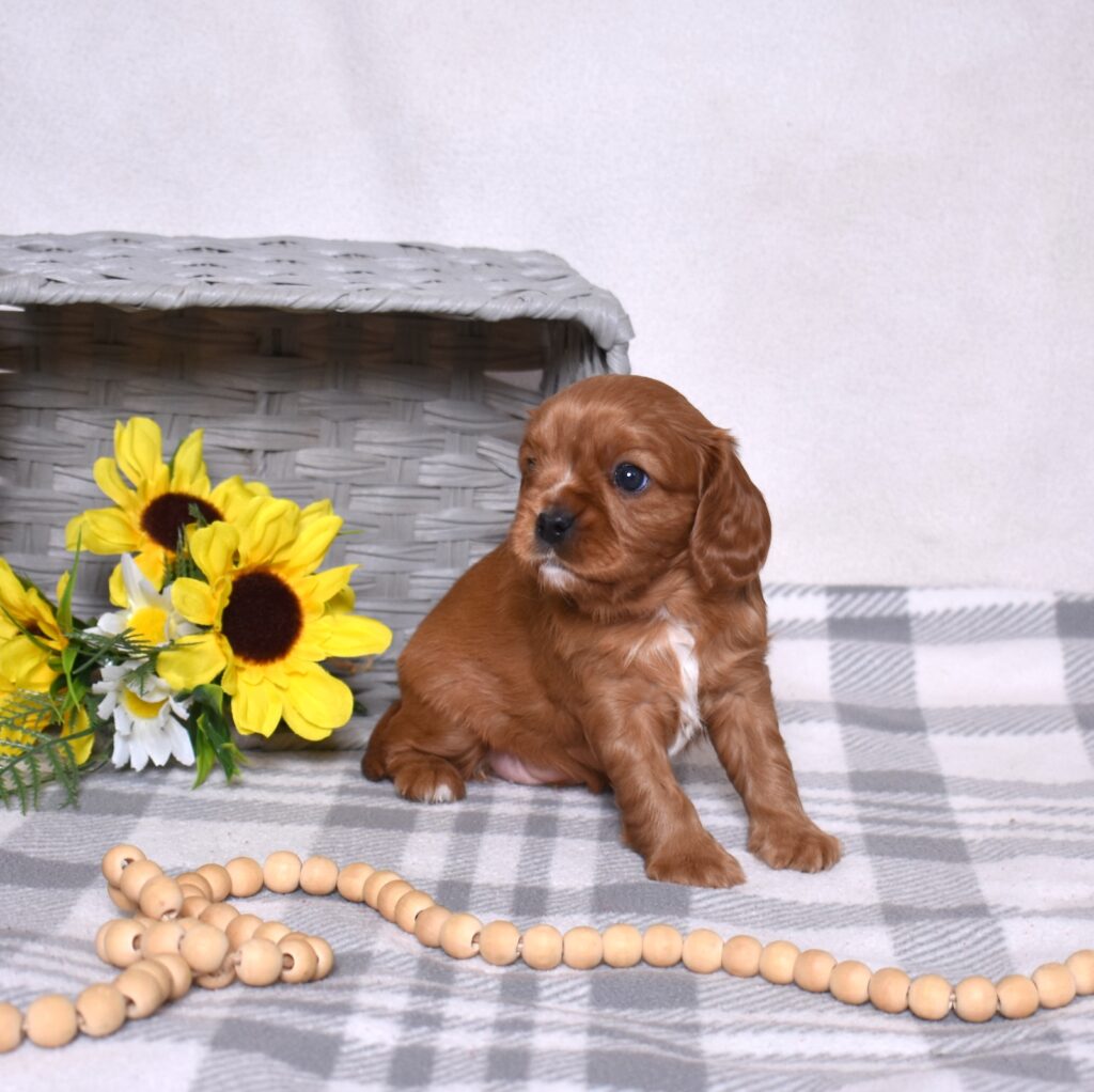 ruby king cavalier lancaster pa