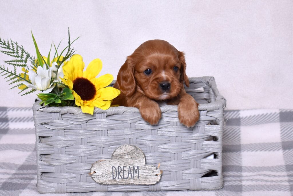 ruby king cavalier puppies