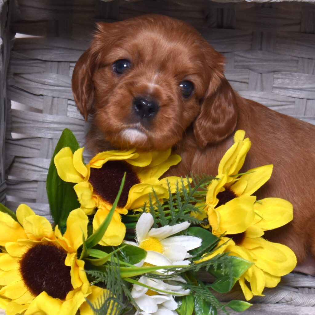 ruby king cavalier puppy
