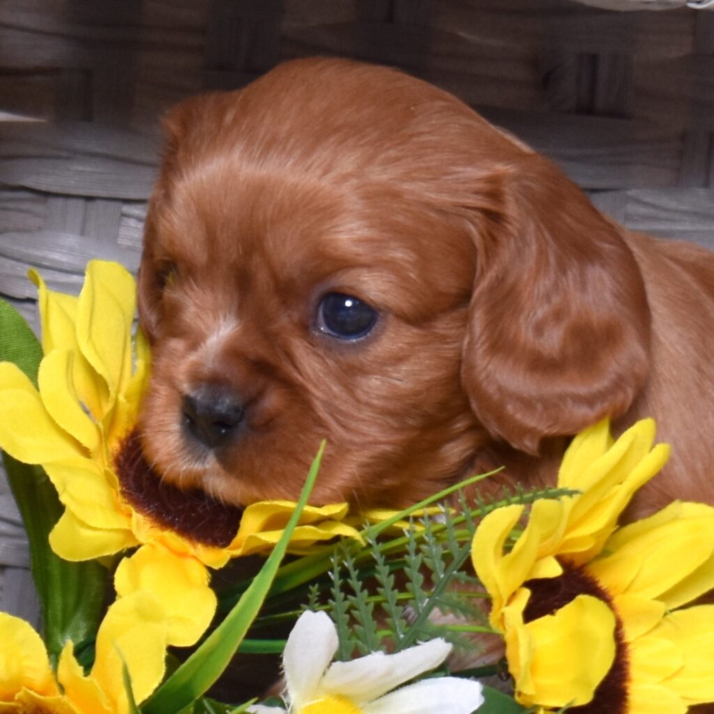 ruby king cavalier puppy for sale