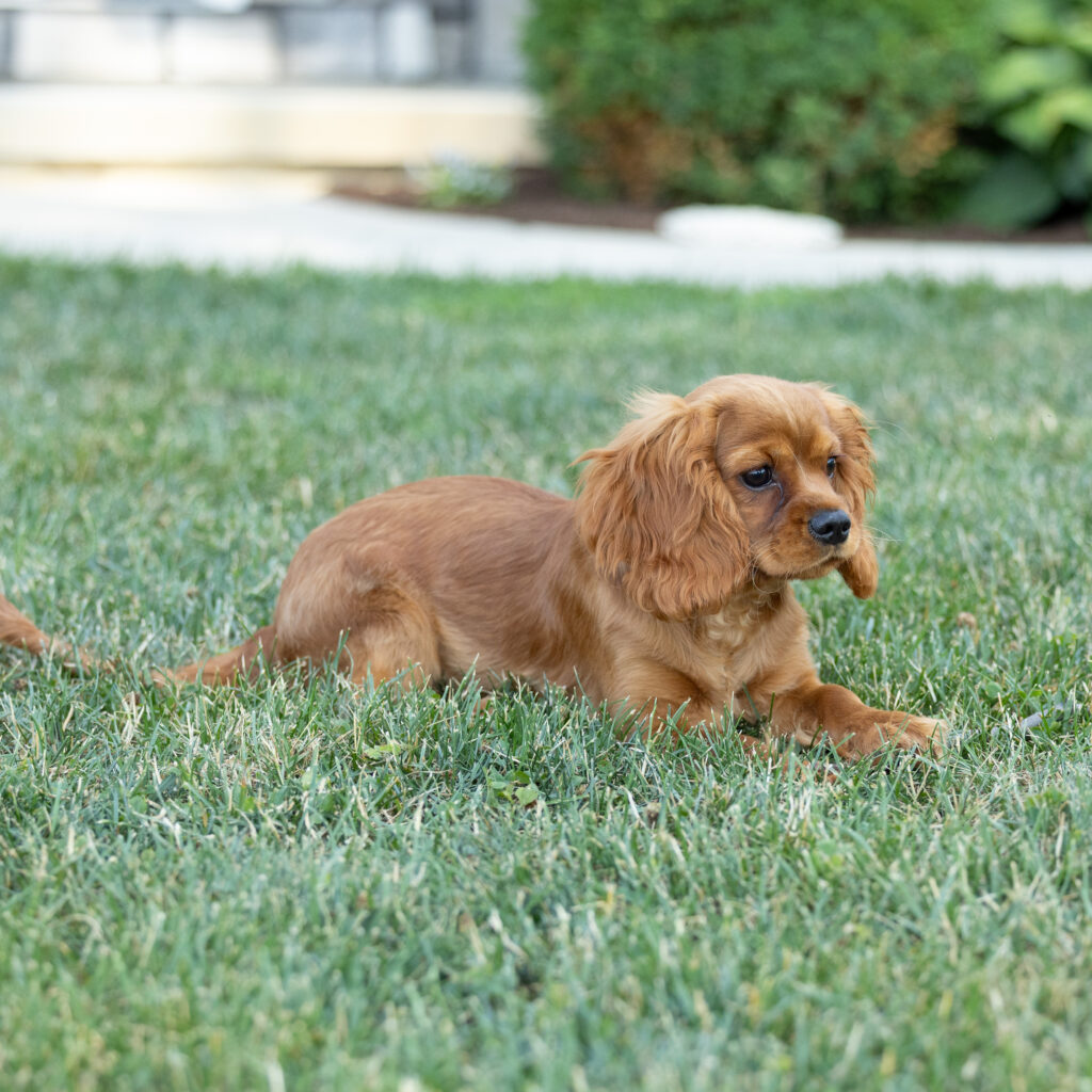 ruby red cavalier breeder