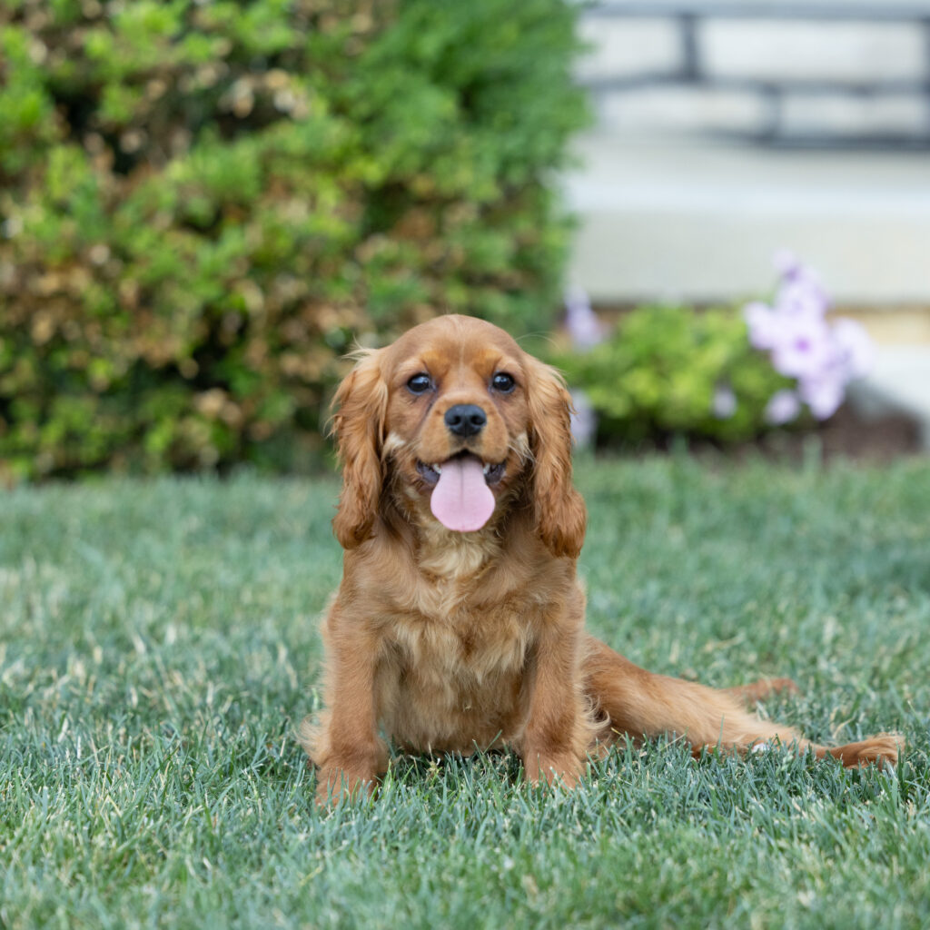 ruby red cavalier puppies