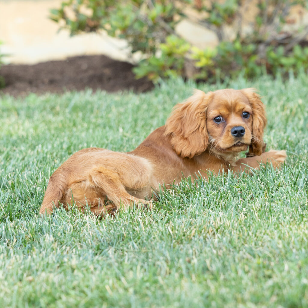 ruby red cavalier puppy