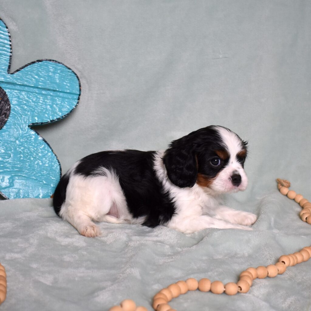 tri color king charles cavalier puppies for sale near me