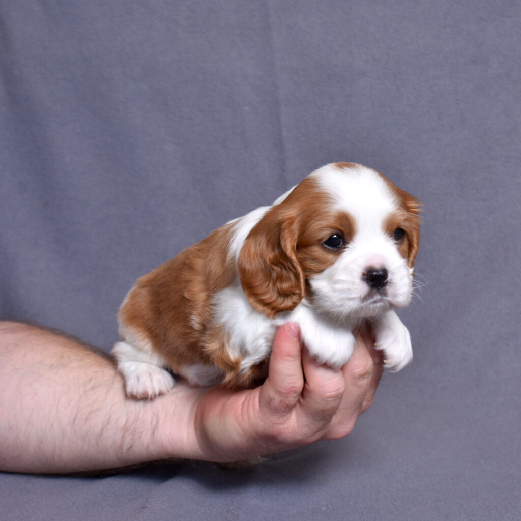 Blenheim Cavalier King Charles