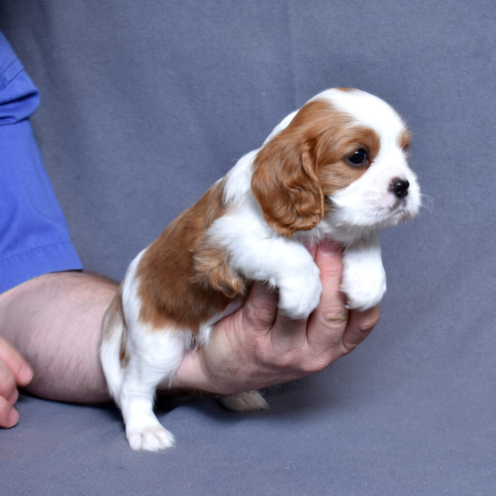 Blenheim Cavalier King Charles puppies for sale