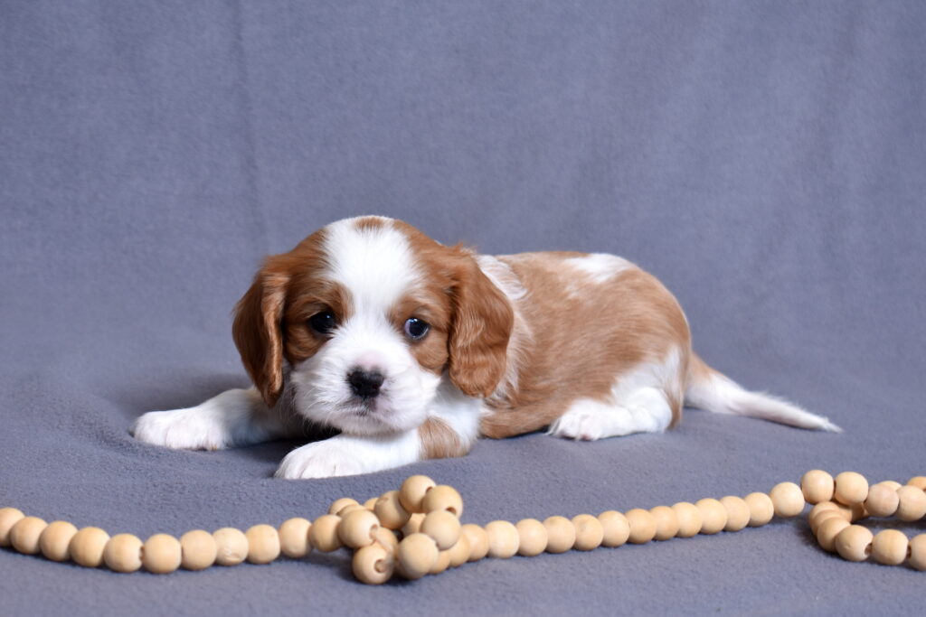 Blenheim Cavalier King Charles puppies for sale lancaster pa