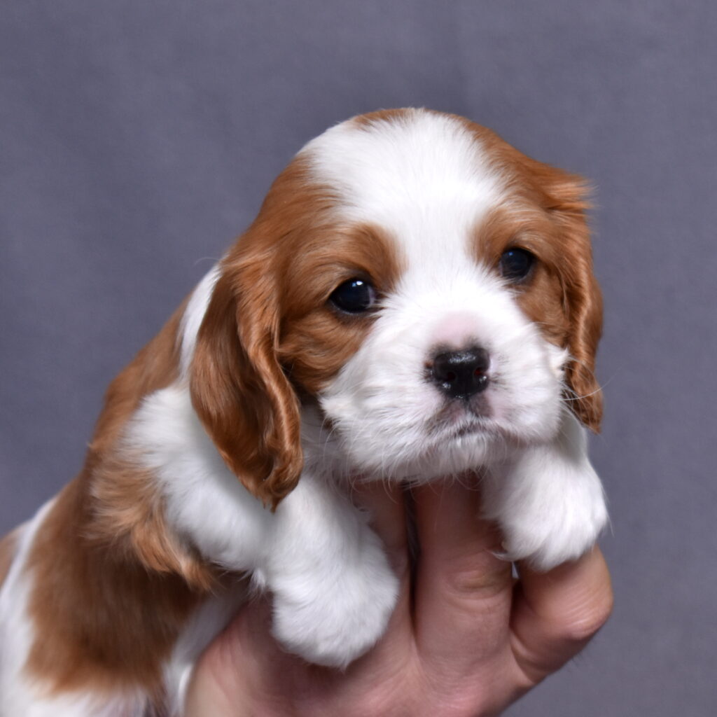 Blenheim Cavalier King Charles puppy
