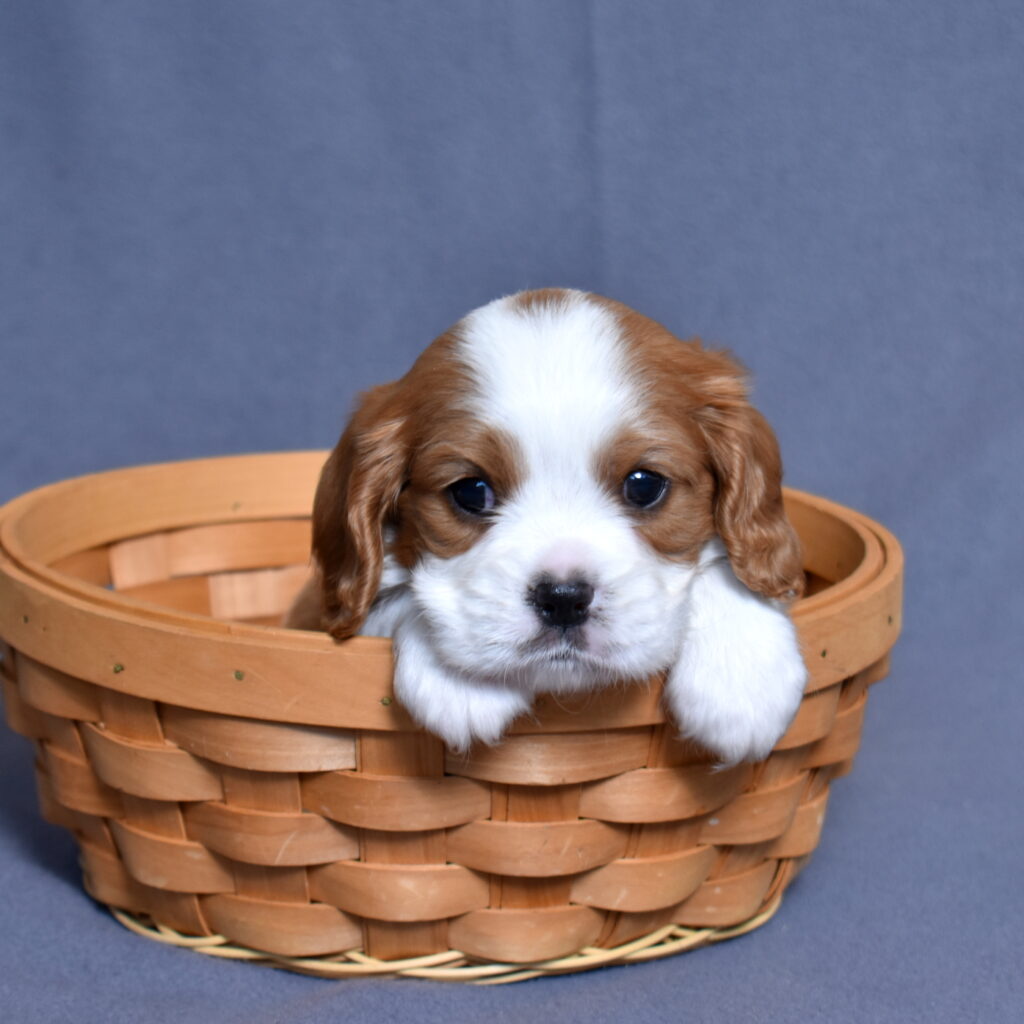 Blenheim Cavalier King Charles puppy for sale