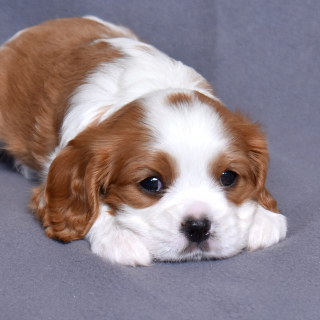 Blenheim Cavalier King Charles puppy near me for sale