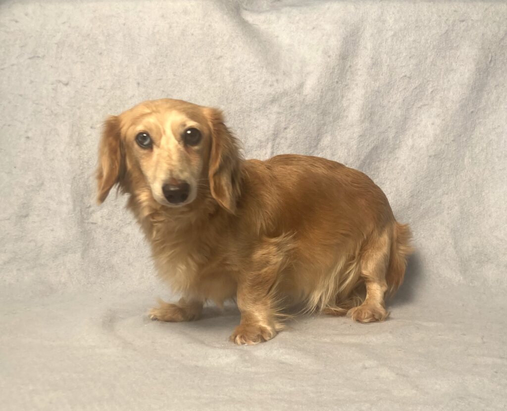 Adult Dachshund Cecilia