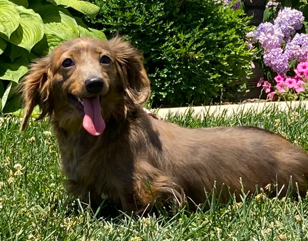 Adult Dachshund Sadie