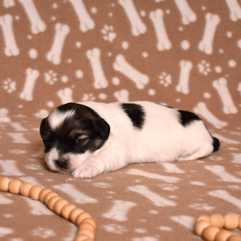 black and white coton de tulear puppies