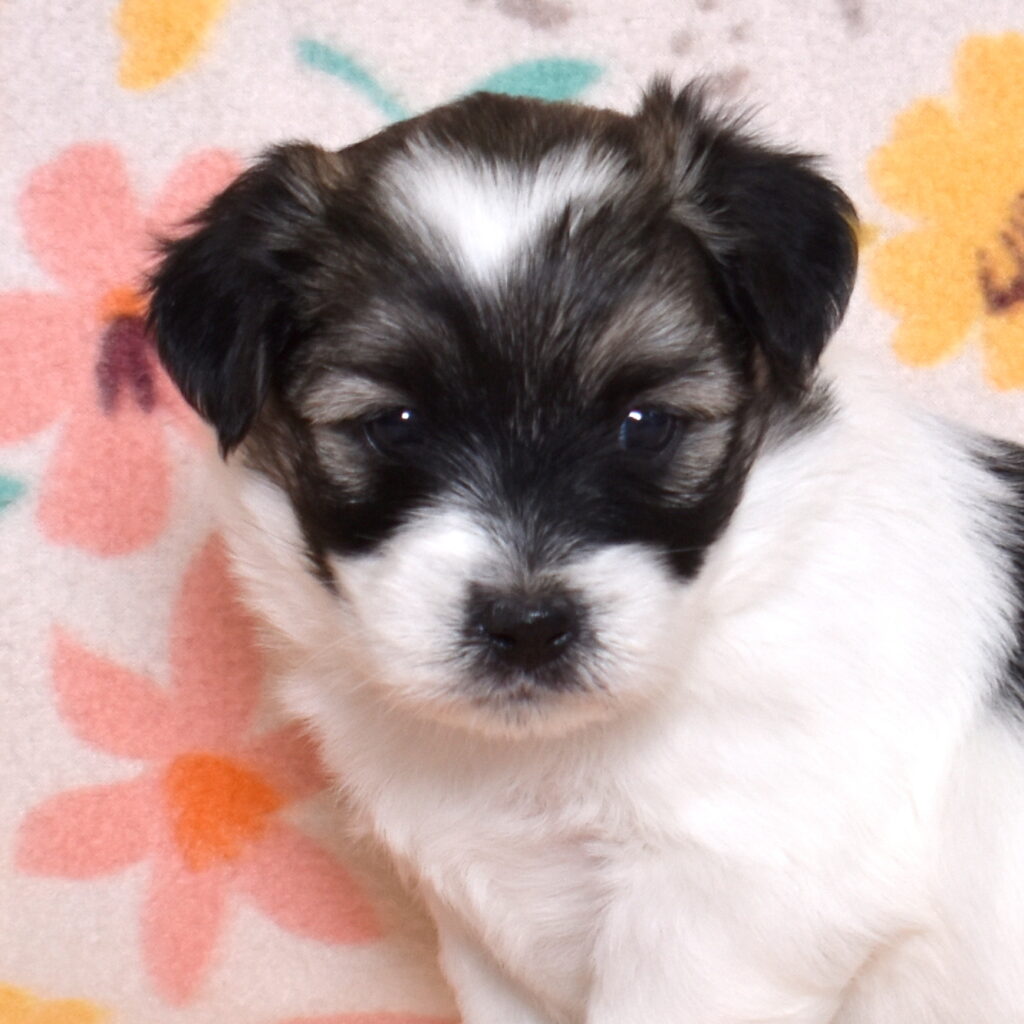 black and white coton de tulear puppies for sale