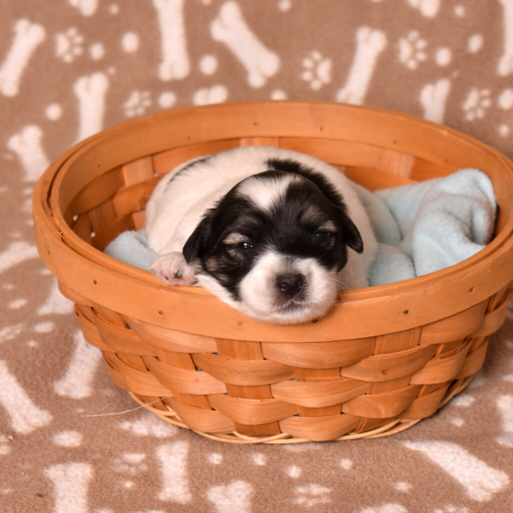 black and white coton de tulear puppies for sale