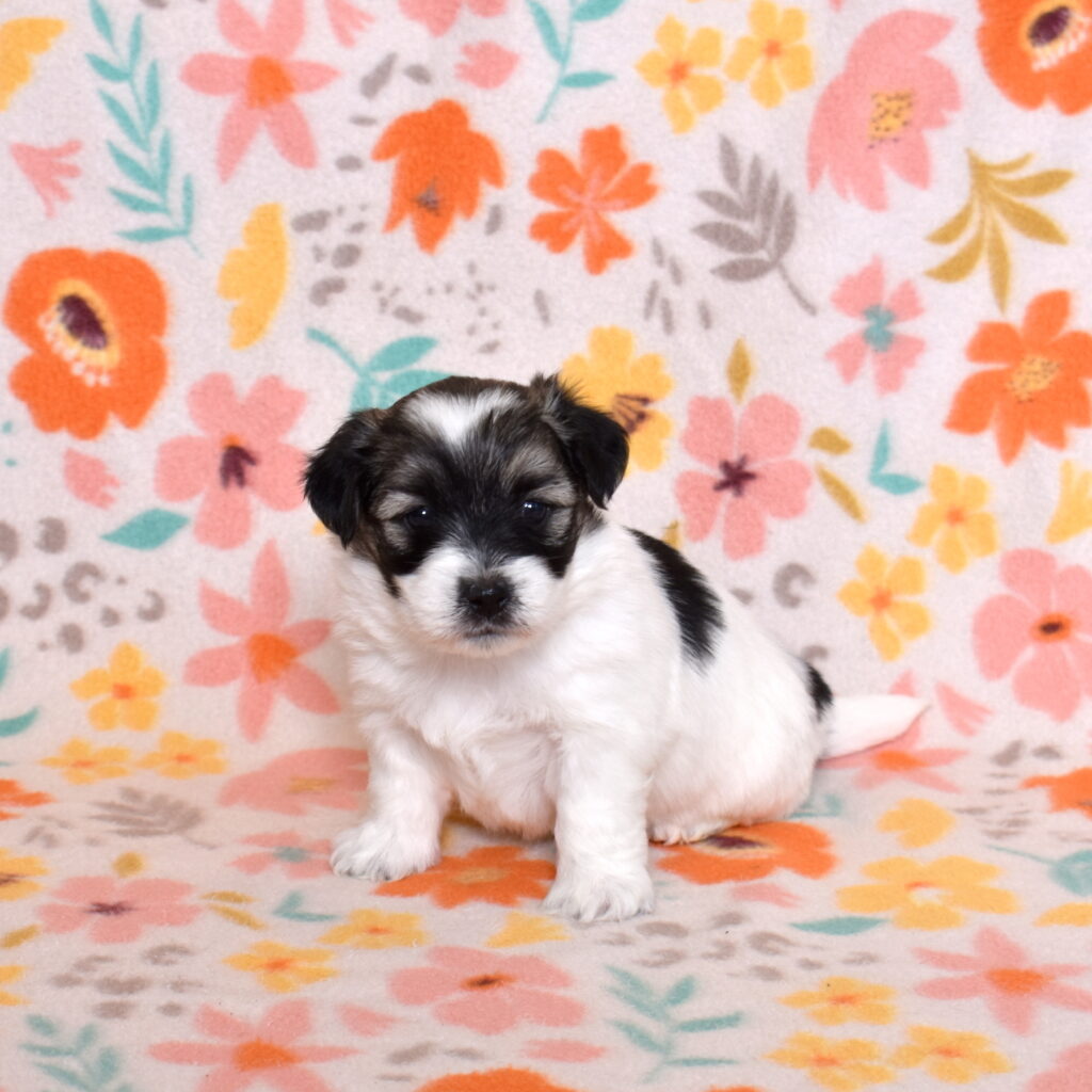 black and white coton de tulear puppies for sale lancaster pa