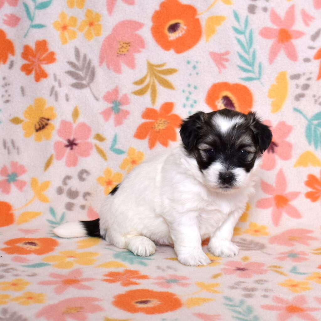 black and white coton de tulear puppies for sale near lancaster
