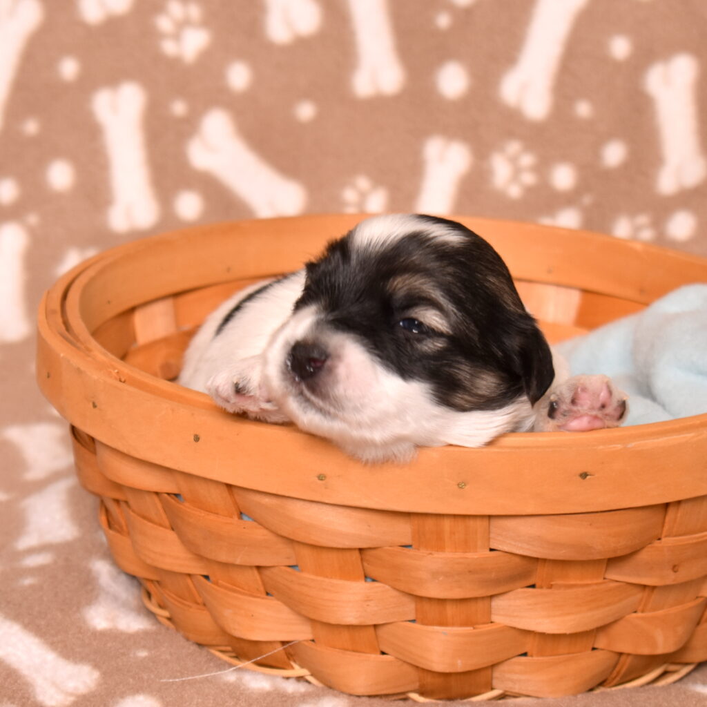 black and white coton de tulear puppies for sale near me