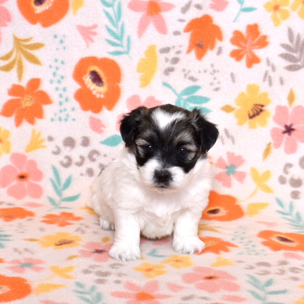 black and white coton de tulear puppies for sale near me
