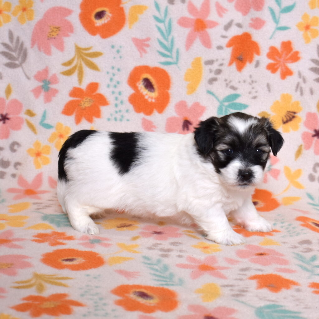 black and white coton de tulear puppies for sale near pa