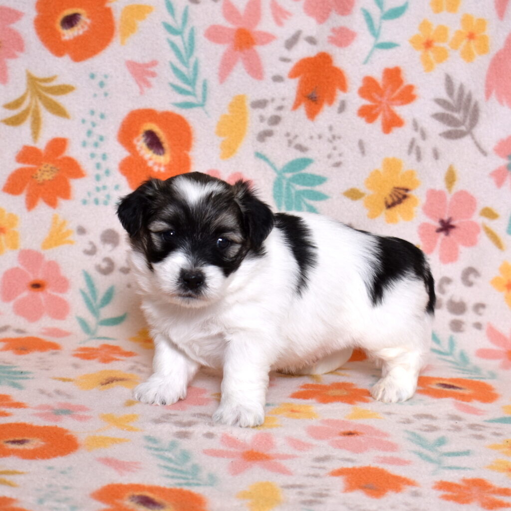 black and white coton de tulear puppies for sale near philly