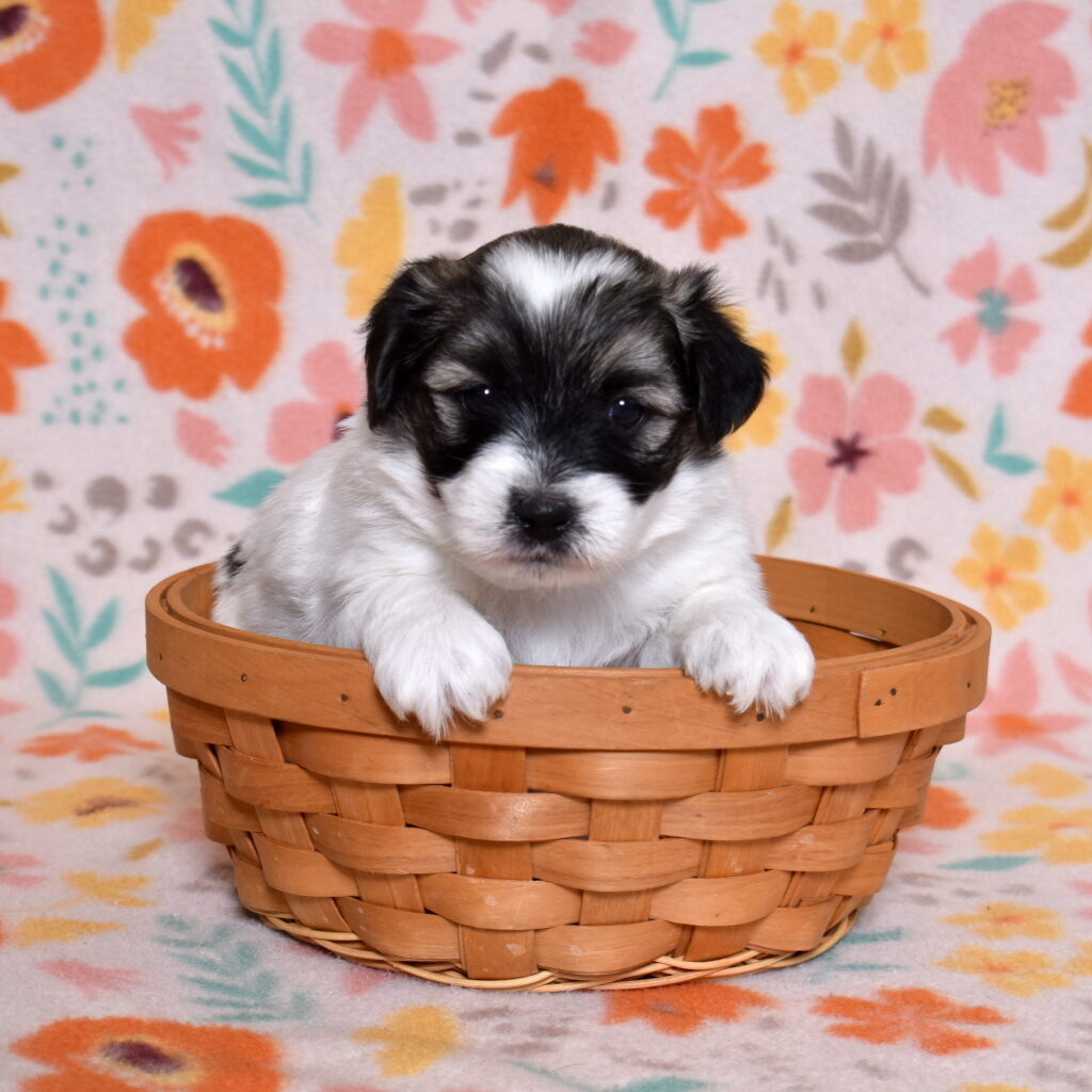black and white coton de tulear puppies for sale now