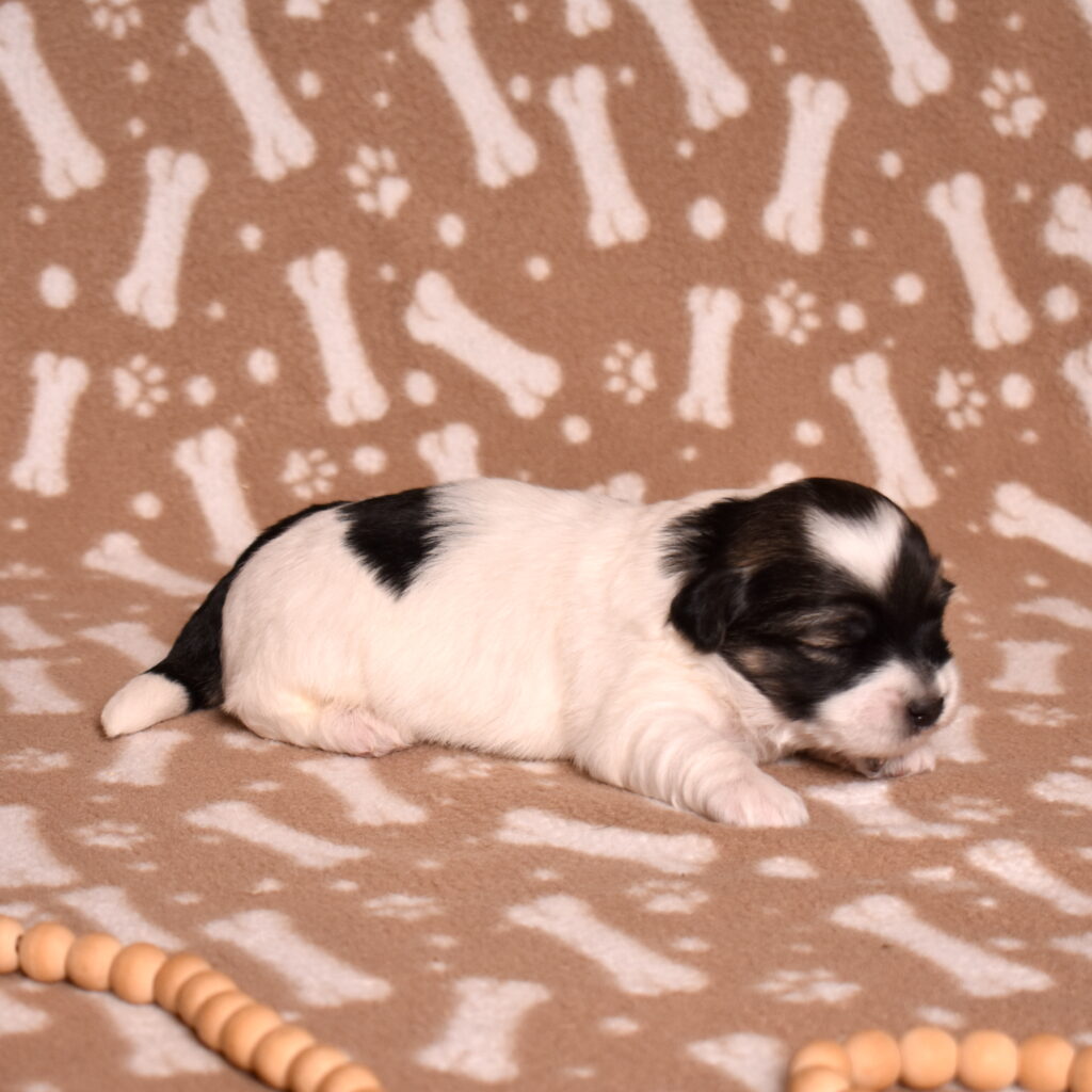 black and white coton de tulear puppies for sale pa