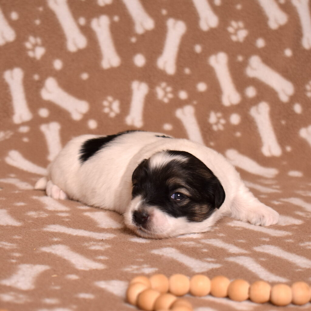 black and white coton de tulear puppy