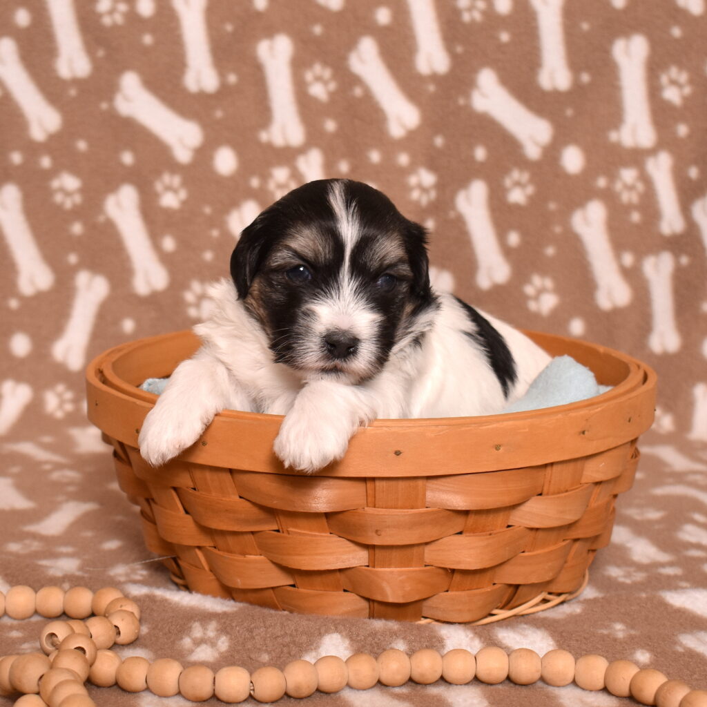 black coton de tulear puppies