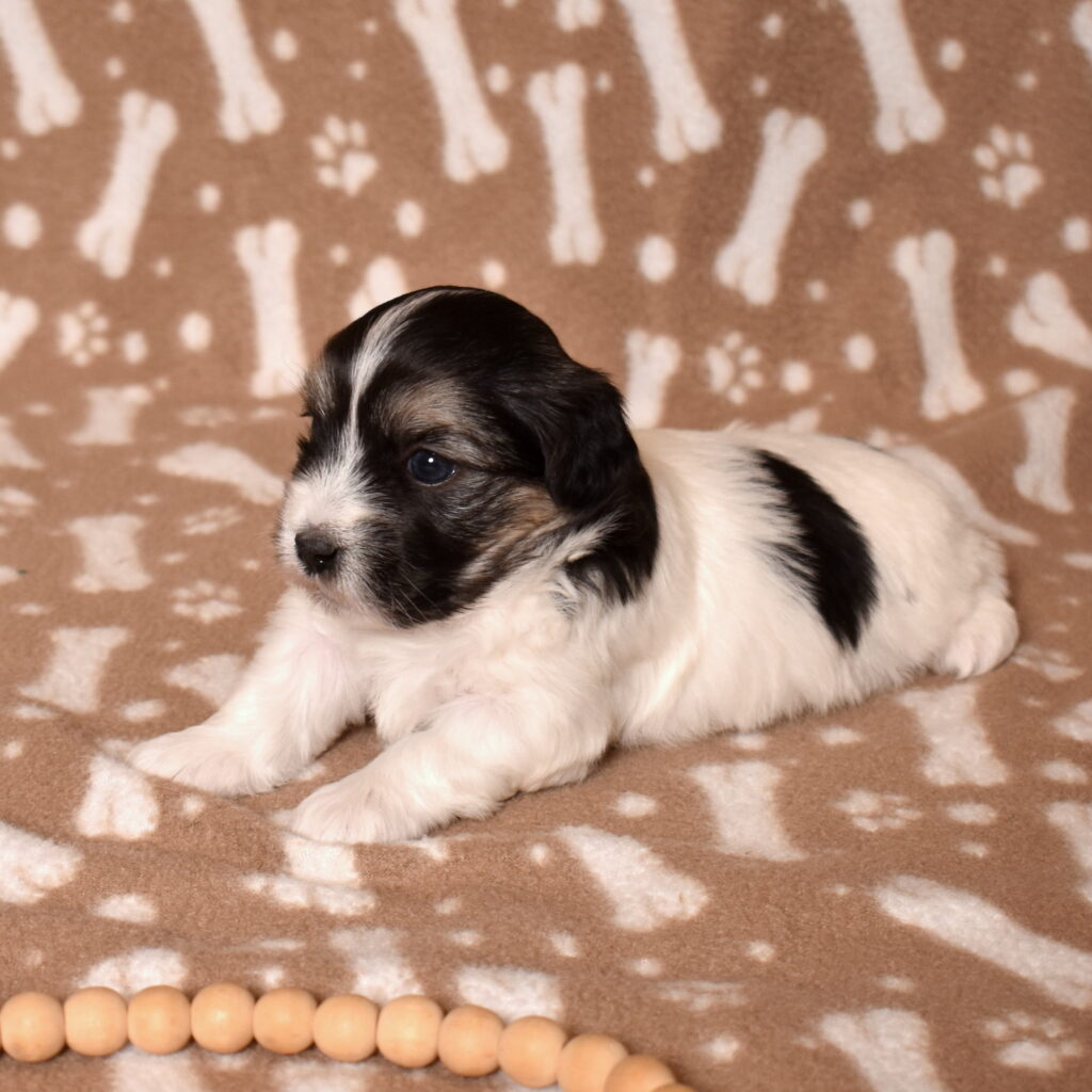 black coton de tulear puppies breeders