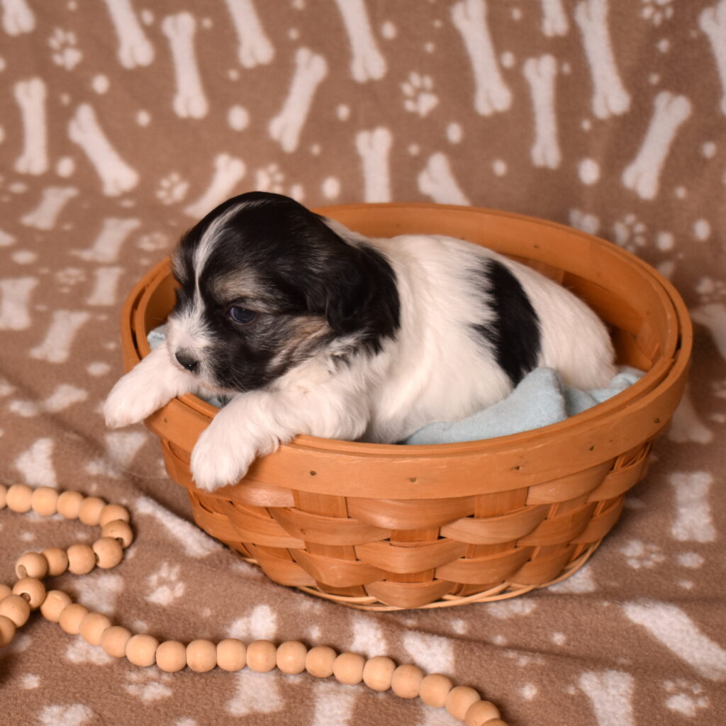 black coton de tulear puppies for sale