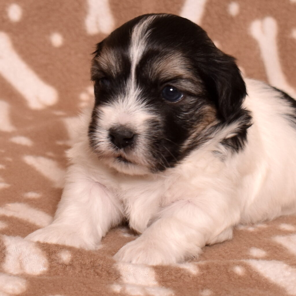 black coton de tulear puppies for sale near me