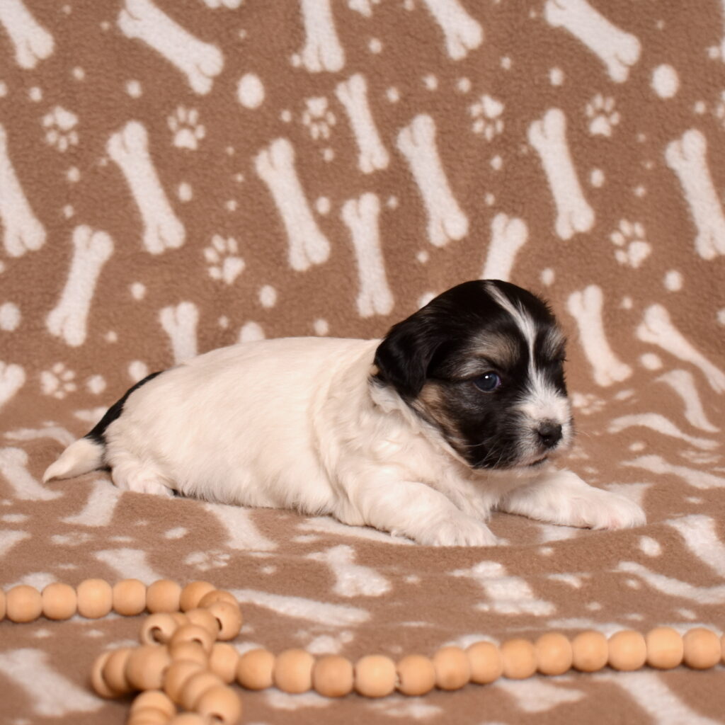 black coton de tulear puppies for sale pa