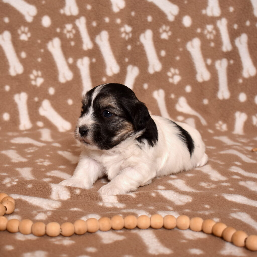 black coton de tulear puppies near me