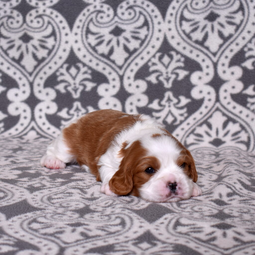 blenheim Cavalier King Charles