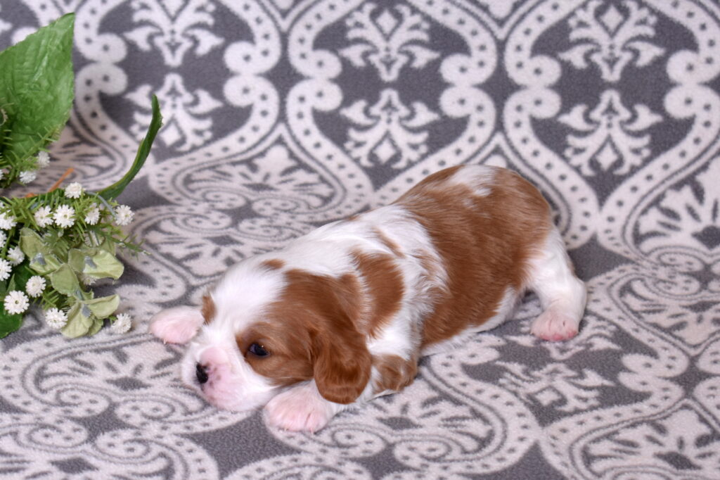 blenheim Cavalier King Charles puppies