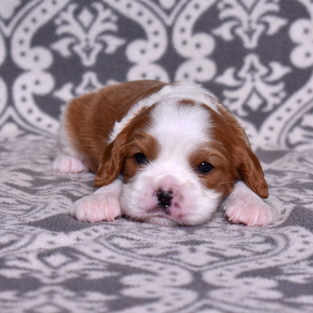 blenheim Cavalier King Charles puppies for sale