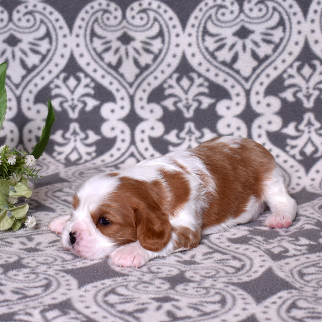 blenheim Cavalier King Charles puppy