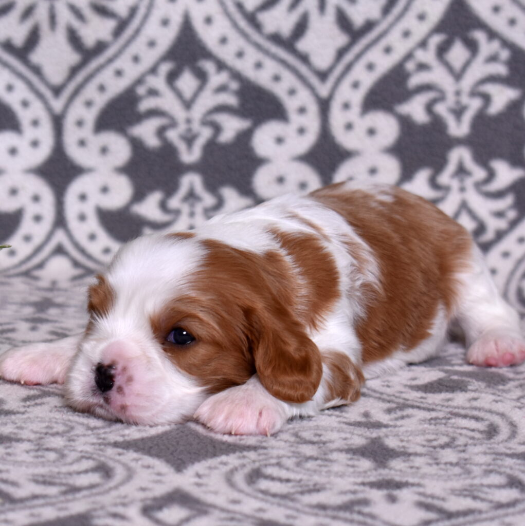 blenheim Cavalier King Charles puppy for sale
