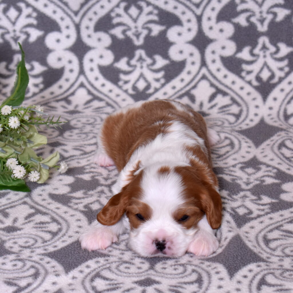 blenheim Cavalier King Charles puppy near me