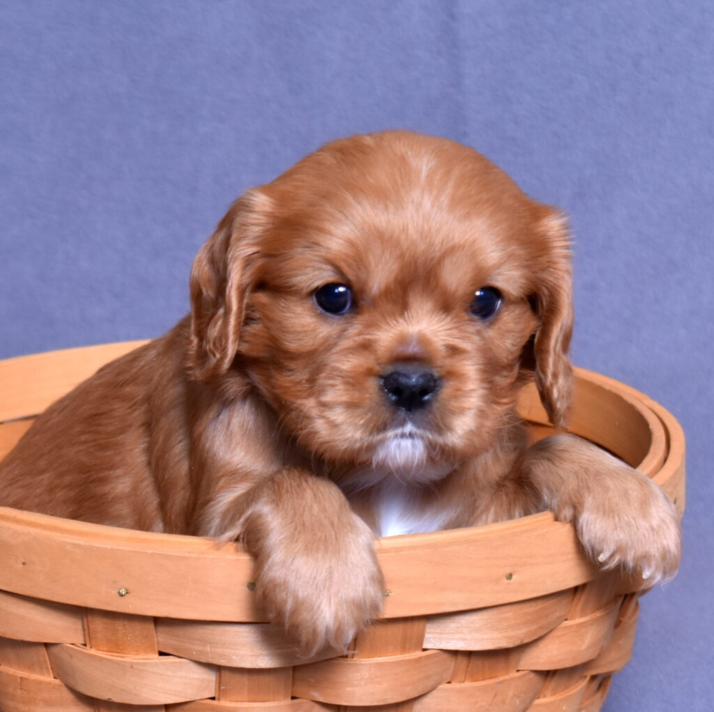 cavalier puppies