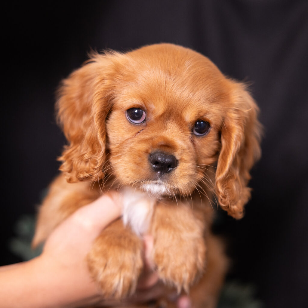 cavalier puppies