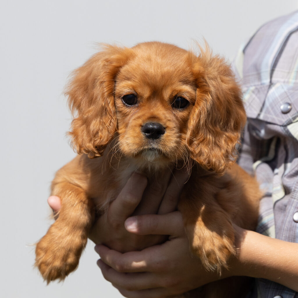 cavalier puppies